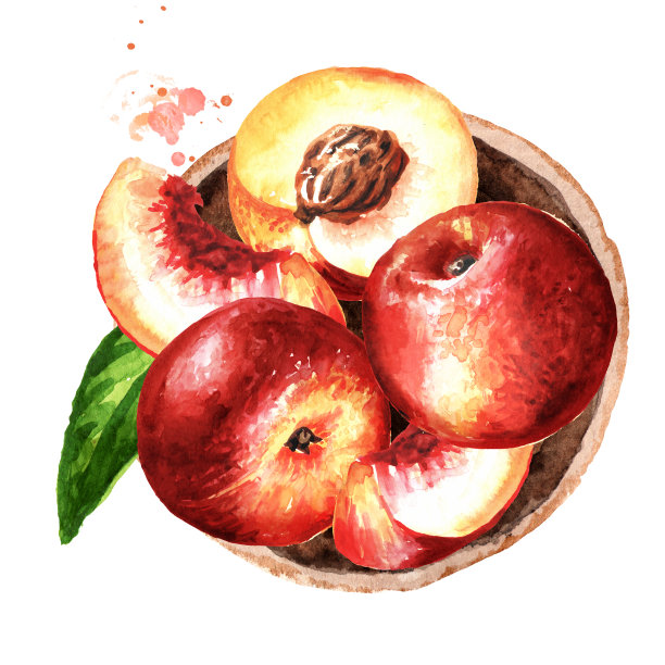 熟透的新鲜油桃在浅盘上俯视图组成。手绘水彩插图孤立的白色背景图片下载
