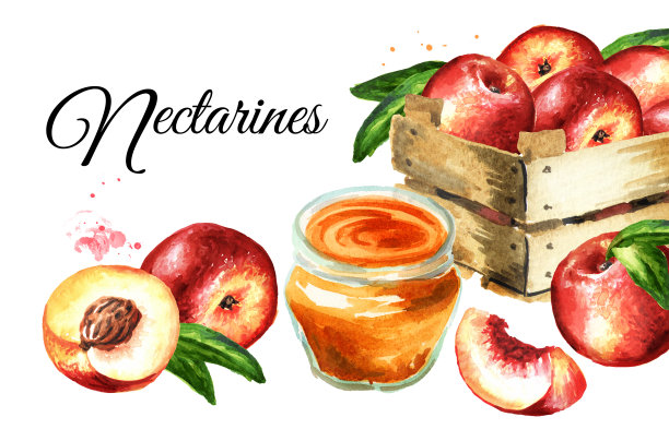 熟透鲜油桃卡。手绘水彩插图孤立的白色背景图片下载