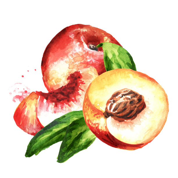 成熟的新鲜油桃切片和叶片。手绘水彩插图孤立的白色背景图片下载