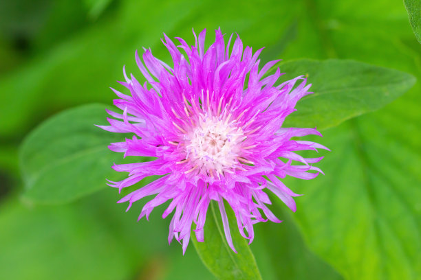 矢车菊波斯矢车菊Dealbata丁香花俯视图图片下载