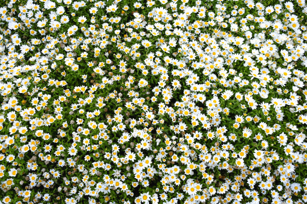 的雏菊图片下载