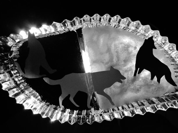 团队的力量....濒临灭绝的狼图片下载