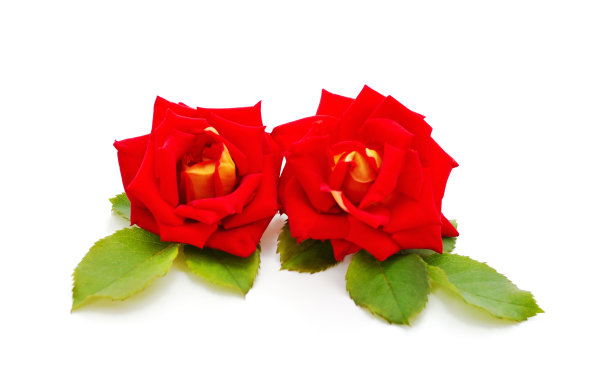 美丽的红花。图片下载