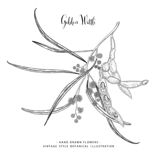 矢量素描金合欢(金合欢)装饰集。手绘植物图。黑色和白色与线条艺术孤立在白色背景。工厂图纸。复古风格的元素。图片下载