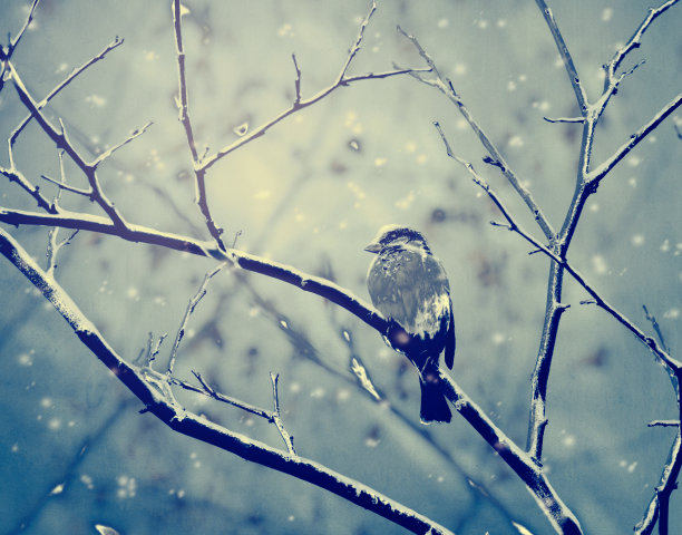 小麻雀在覆盖着雪的早午餐上图片下载