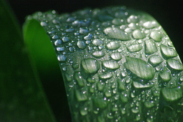 雨滴落在树叶上图片下载