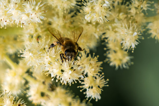 生长在白花上的欧洲蜜蜂(意大利蜜蜂属)。图片下载