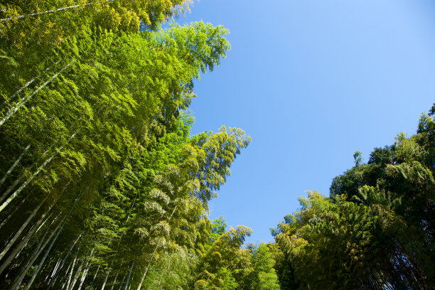 日本美丽的竹林风景。图片下载