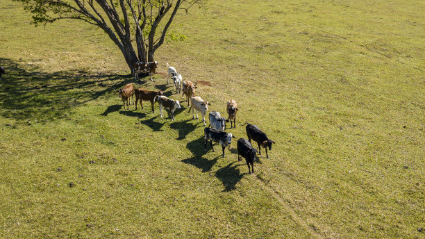 牛饲养鸟瞰图。农业的概念图片下载