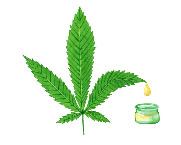 概念-大麻(Cannabis sativa)药用植物的绿叶和大麻油。水彩画手绘插图孤立在白色背景。图片下载