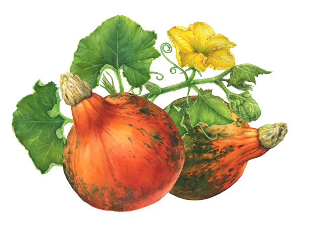 秋天组成的叶子，花和南瓜。感恩节快乐。水彩手绘插图，孤立的白色背景。图片下载