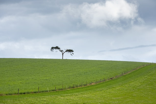 苍翠的山顶上有一棵孤独的仙女树，背景是黑云图片下载