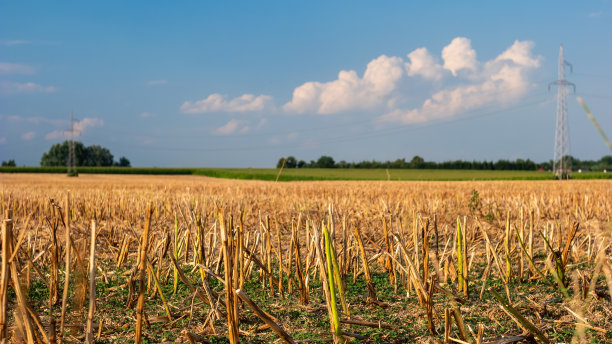 收割结束后的麦田。图片下载