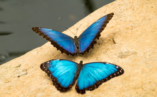 一对蓝色的蝴蝶图片下载