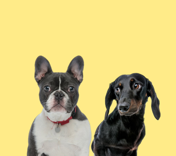 两只狗坐在那里，看向别处图片下载