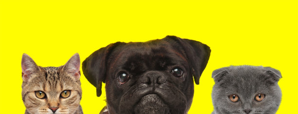 3只动物排成一行，站着，没有人图片下载