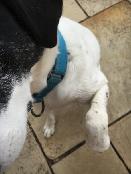 狗高级动物，生活中的一天系列，衰老的过程，宠物，可爱，爱的情感，幸福，高级狗特写图片下载