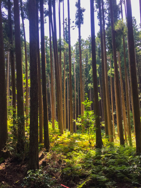 熊野古道图片下载