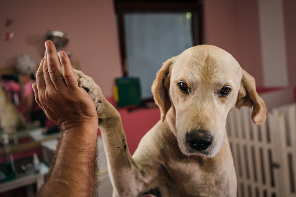 狗给一个击掌图片下载