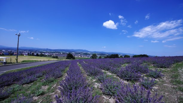 日出公园薰衣草花园图片下载