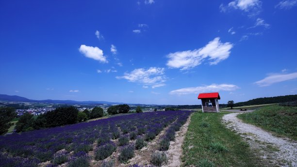 日出公园薰衣草花园图片下载