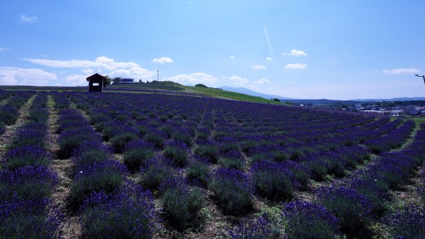 日出公园薰衣草花园图片下载