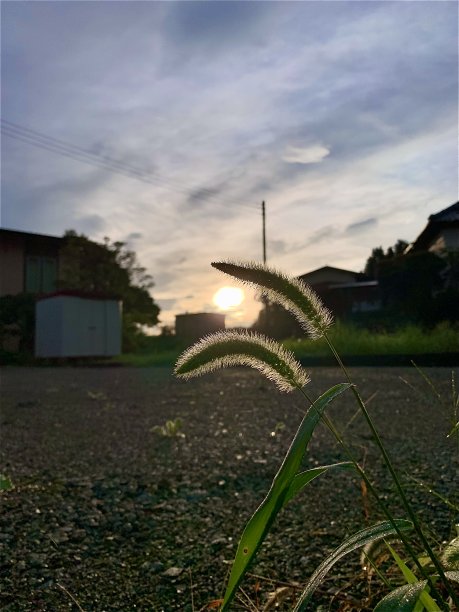 三明治早晨的太阳图片下载