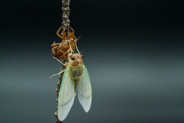 拍摄蝉的出现图片下载
