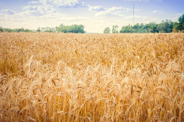 在一个阳光明媚的夏日里，麦田映衬着蓝天和白云图片下载
