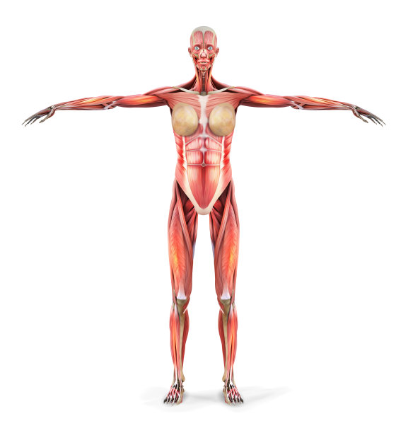 人体解剖学。女人的身体肌肉。矢量插图。图片下载