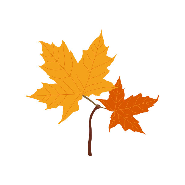 秋天，彩色的枫叶树枝。图片下载