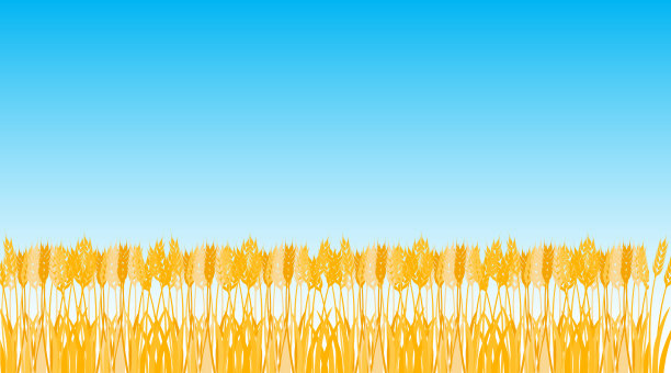 麦田，麦田映衬着蓝天。矢量插图。向量。图片下载