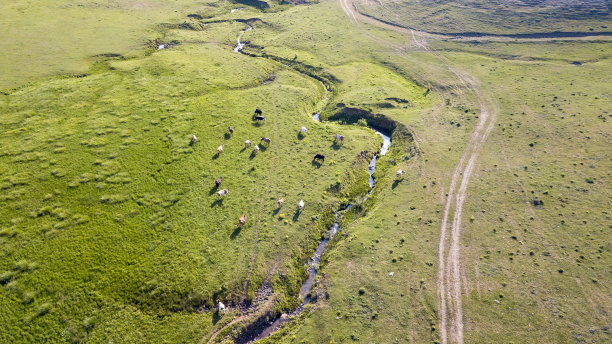 空中拍摄的红色荷斯坦牛放牧草地的照片显示了他们从日落时在草地上的长影子，这些奶牛通常用于乳制品生产图片下载