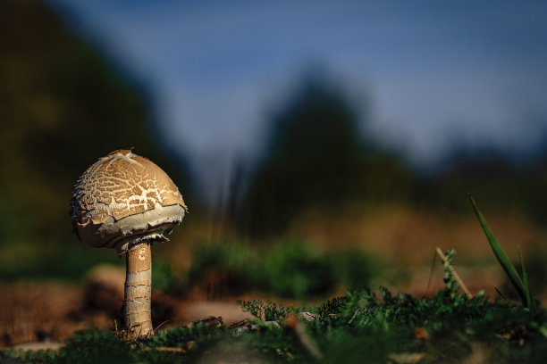 近距离微距照片的蘑菇在一个阳光明媚的秋天草原图片下载