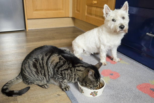 向猫屈服。图片下载