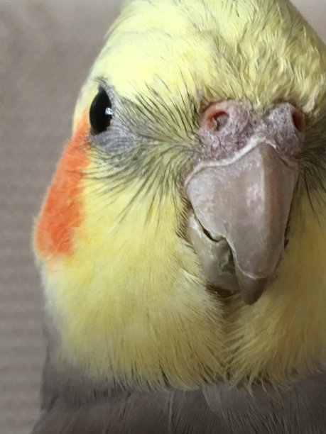 特写鹦鹉，鸟，笼鸟，宠物，动物爱，宠物爱，年轻，情感，美丽，漂亮，羽毛动物图片下载