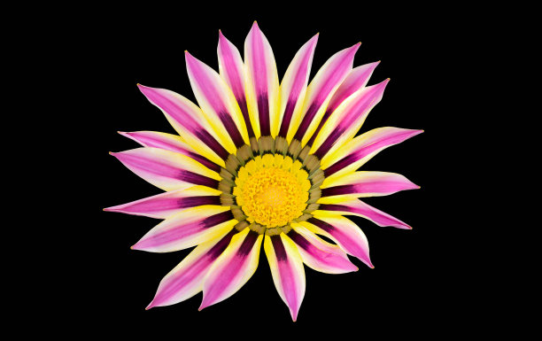 剥离颜色Gazania花与黄色中心在黑色的背景图片下载