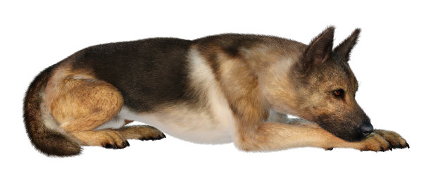 3D插图德国牧羊犬在白色图片下载