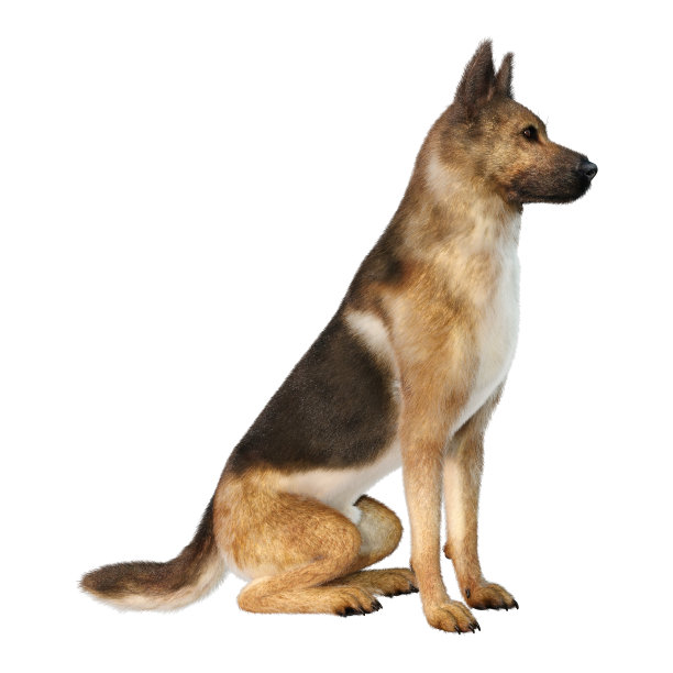 3D插图德国牧羊犬在白色图片下载