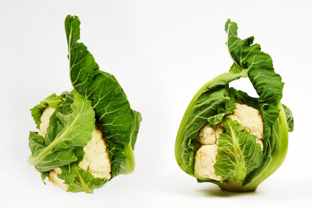 有机新鲜花椰菜白色背景图片下载