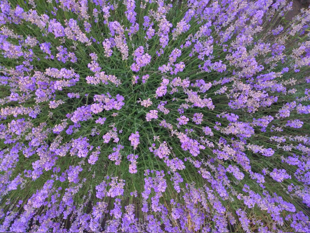 花茎和薰衣草的景色图片下载