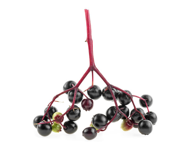 在白色背景上孤立的黑接骨木的幼枝。黑接骨木，新鲜水果。图片下载