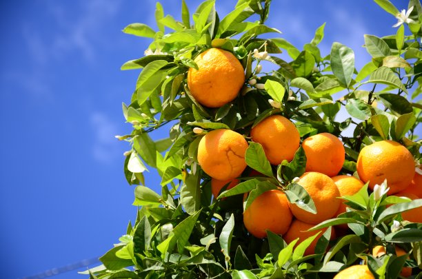 在西班牙的巴伦西亚，橙树上的橙子挂在树枝上，以蓝天为背景。图片下载