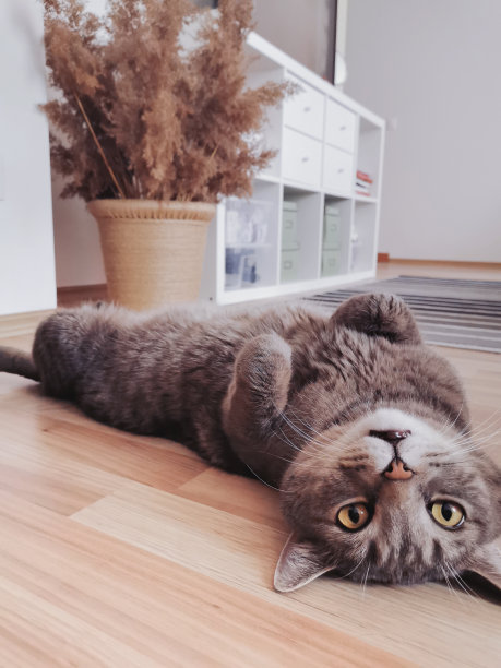 一只灰色的苏格兰猫正仰卧在地板上。从沮丧中走出来。图片下载