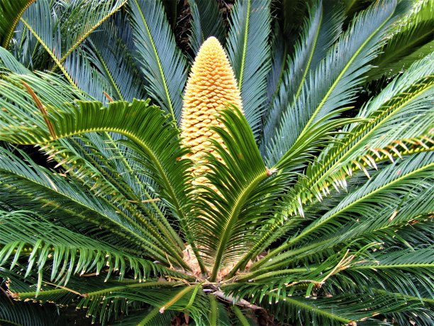 日本。7月。盛开的枣树。图片下载