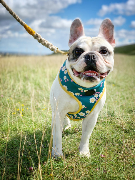 在乌菲顿白马草地上的法国斗牛犬图片下载