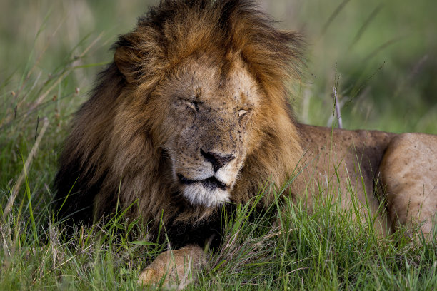 狮子库存图片图片下载