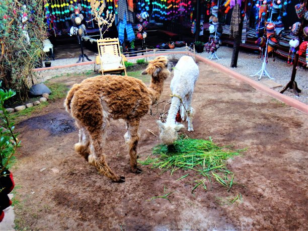 秘鲁可爱的美洲驼图片下载