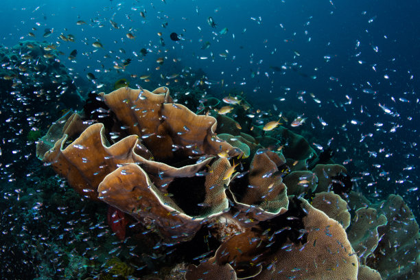 拉贾安帕惊人的珊瑚礁素材图片