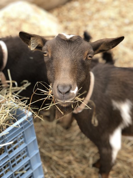 妈妈黛西图片下载